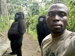 1 Gorilla 100 people